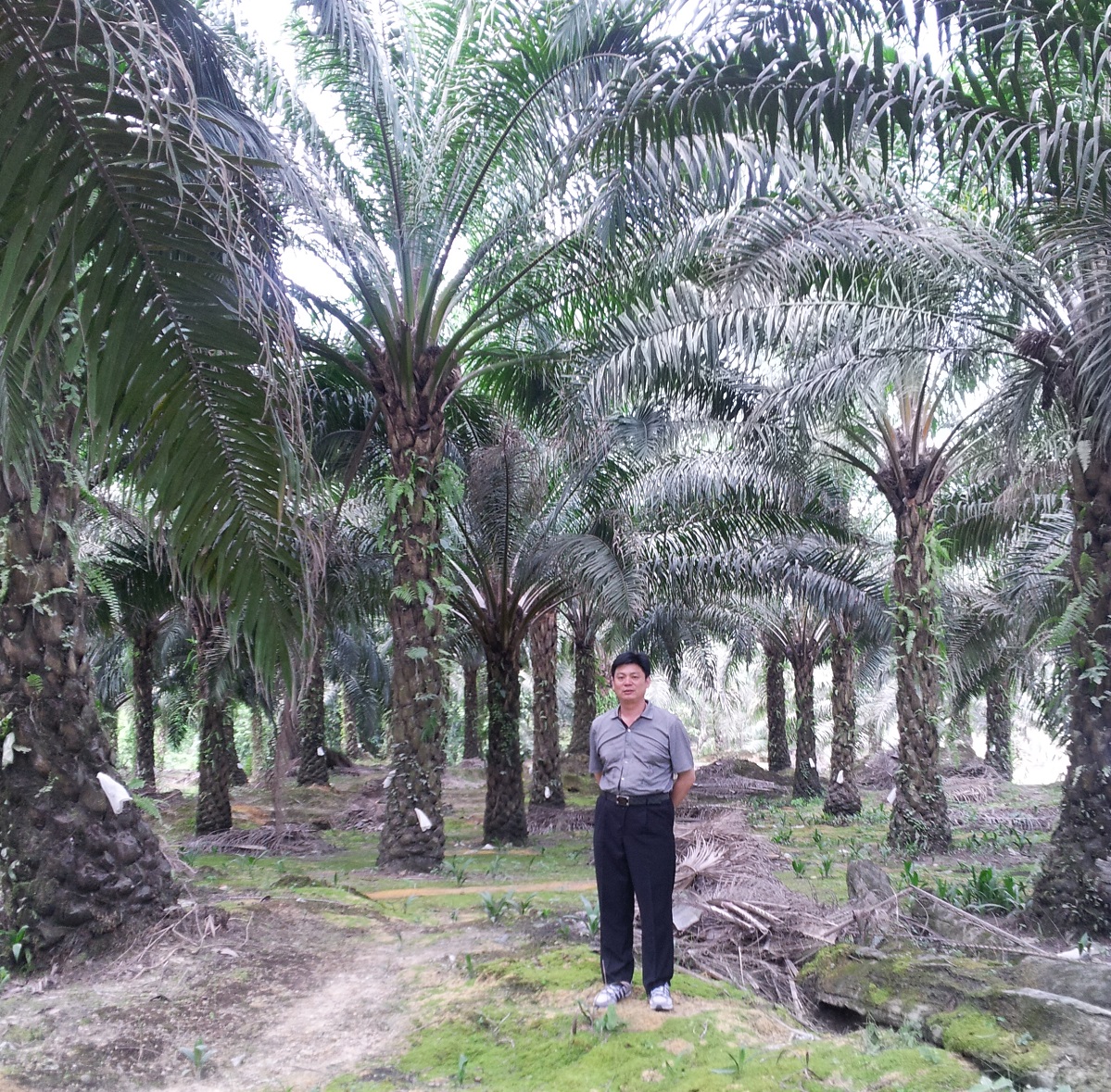 王经理视察客户棕榈产业园